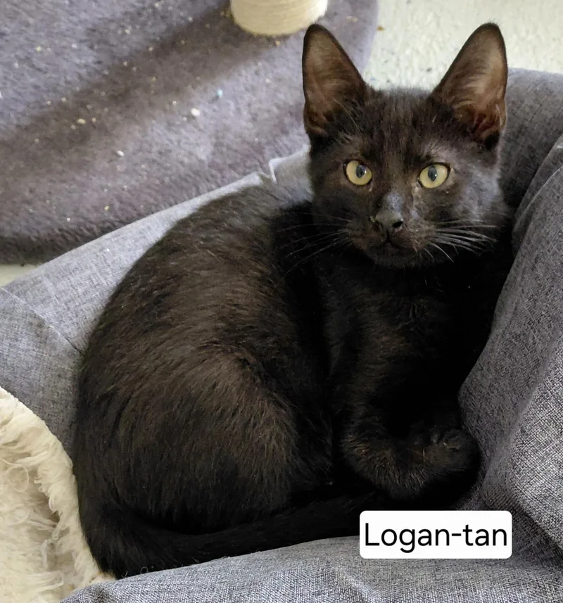 A baby medium-sized male Black Domestic Short Hair cat named Logan for adoption in Landenberg, PA