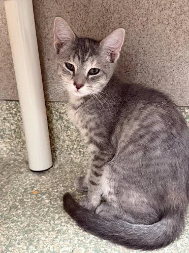 A baby small-sized female Domestic Short Hair cat named Rumplestiltskin for adoption in Washington, DC