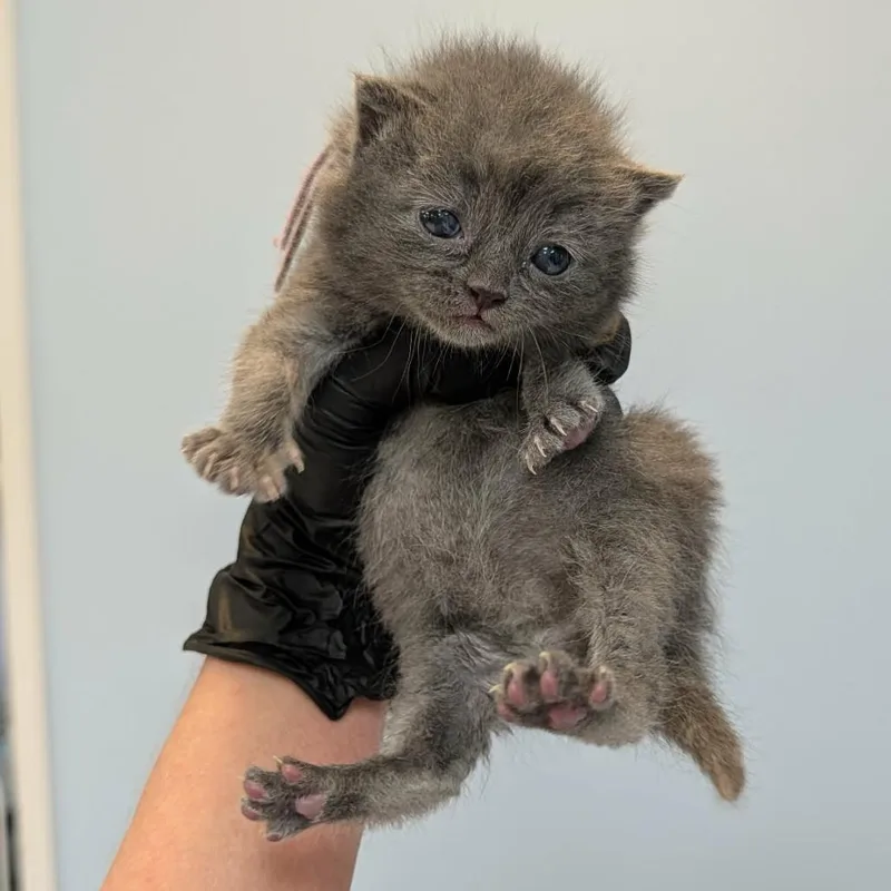 A baby small-sized female Domestic Short Hair cat named Melody for adoption in Portage, MI