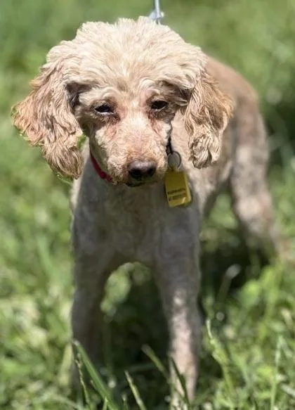 A senior small-sized female Poodle dog named Marigold for adoption in Malvern, PA