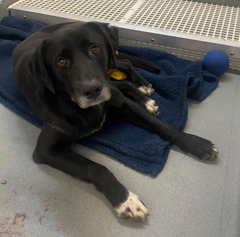 An adult large-sized male Labrador Retriever dog named Gordy for adoption in Bryant, AR
