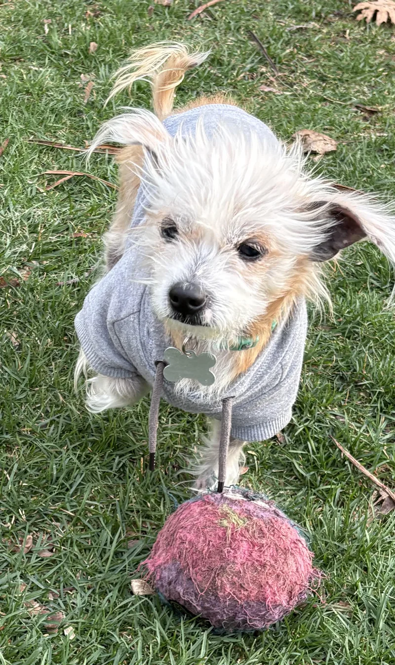 Tinkerbell thumbnail 3