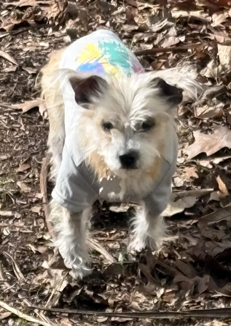 Tinkerbell thumbnail 4