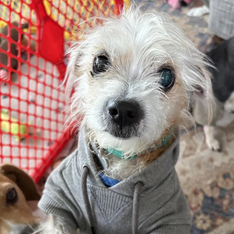 An adult small-sized female Terrier dog named Tinkerbell for adoption in Palatine, IL