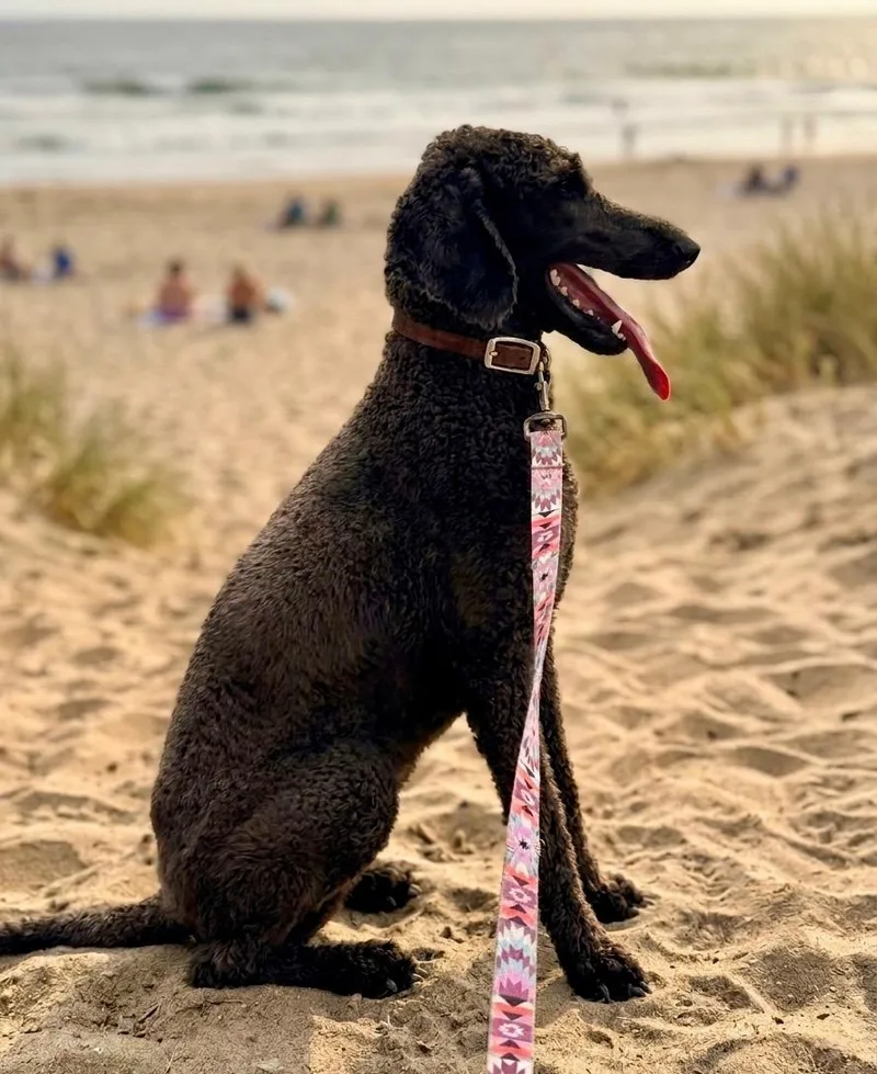 A young medium-sized female Standard Poodle dog named Allie for adoption in Palmdale, CA