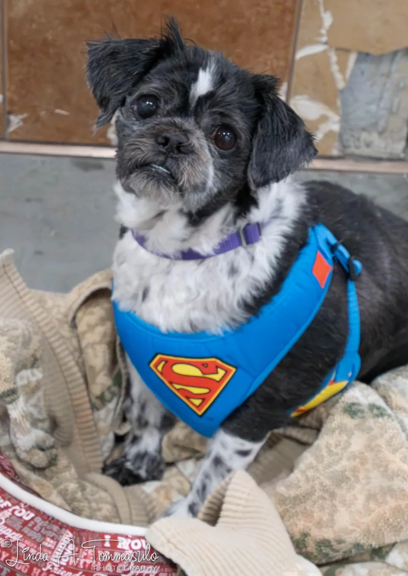 Elephant thumbnail 2