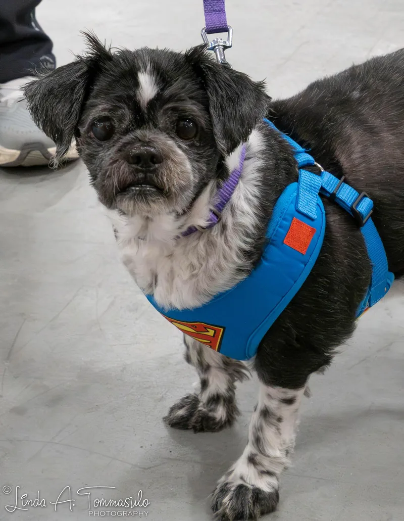 Elephant thumbnail 3