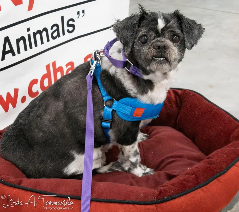 Elephant thumbnail 4