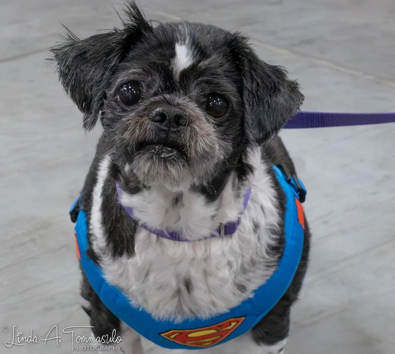 Elephant thumbnail 6