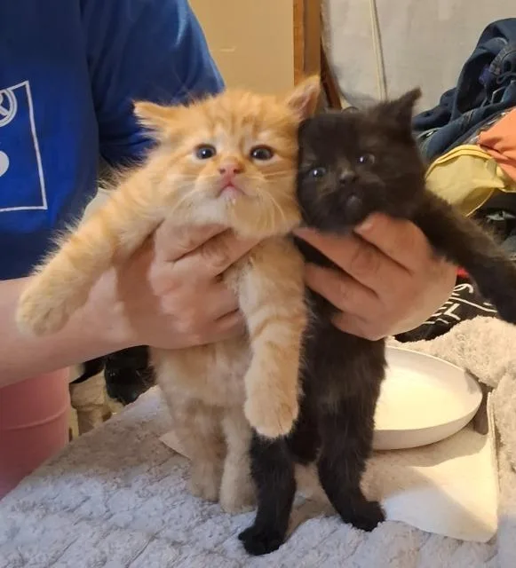 An adult medium-sized female Domestic Short Hair cat named Sherrie for adoption in Auburn, IN