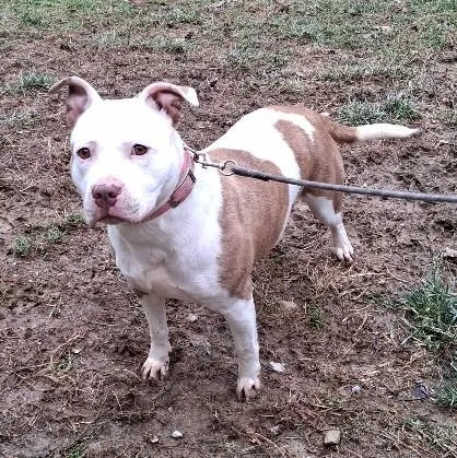 An adult medium-sized female Pit Bull Terrier dog named Luna for adoption in Philippi, WV