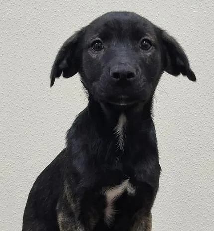 A baby medium-sized female Mixed Breed dog named Yahtzee for adoption in Groveland, MA