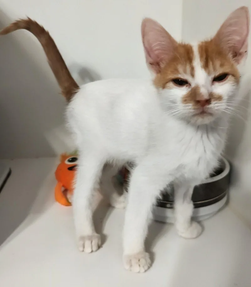 A young medium-sized male Domestic Short Hair cat named Beau for adoption in Phoenix, AZ