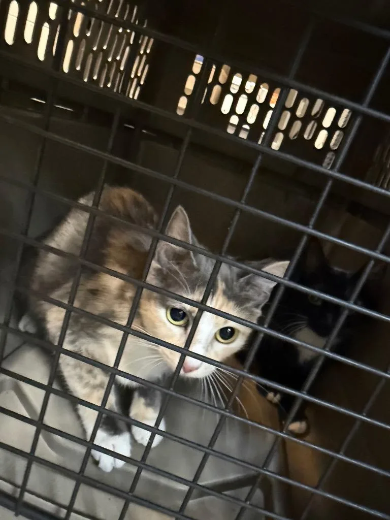 A young medium-sized female Domestic Short Hair cat named Sassy for adoption in Rome, GA