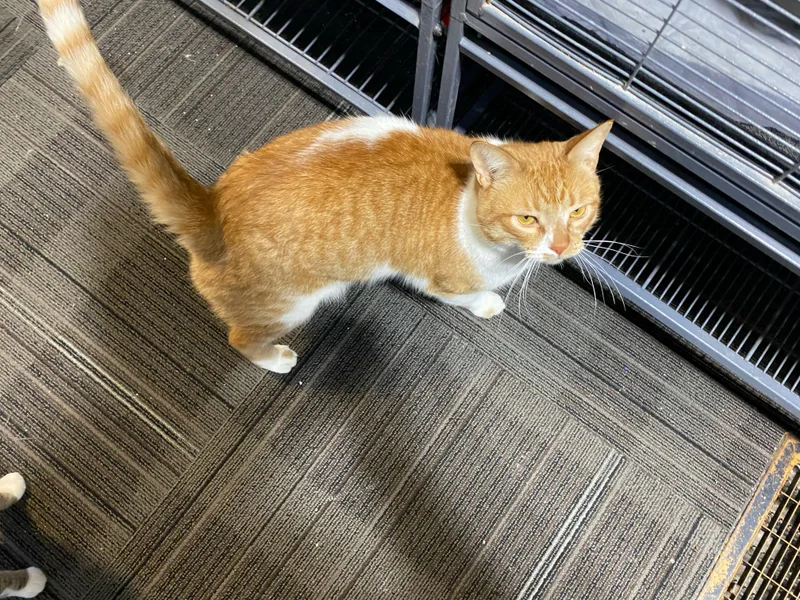 Theodore thumbnail 2