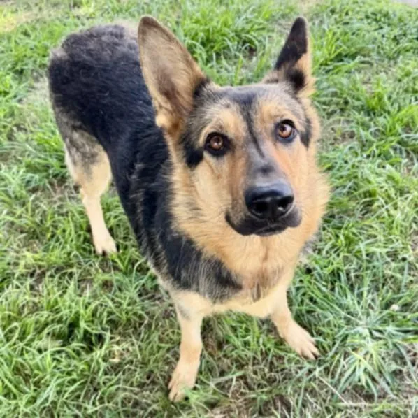 A young medium-sized female German Shepherd Dog dog named Nola for adoption in Houston, TX