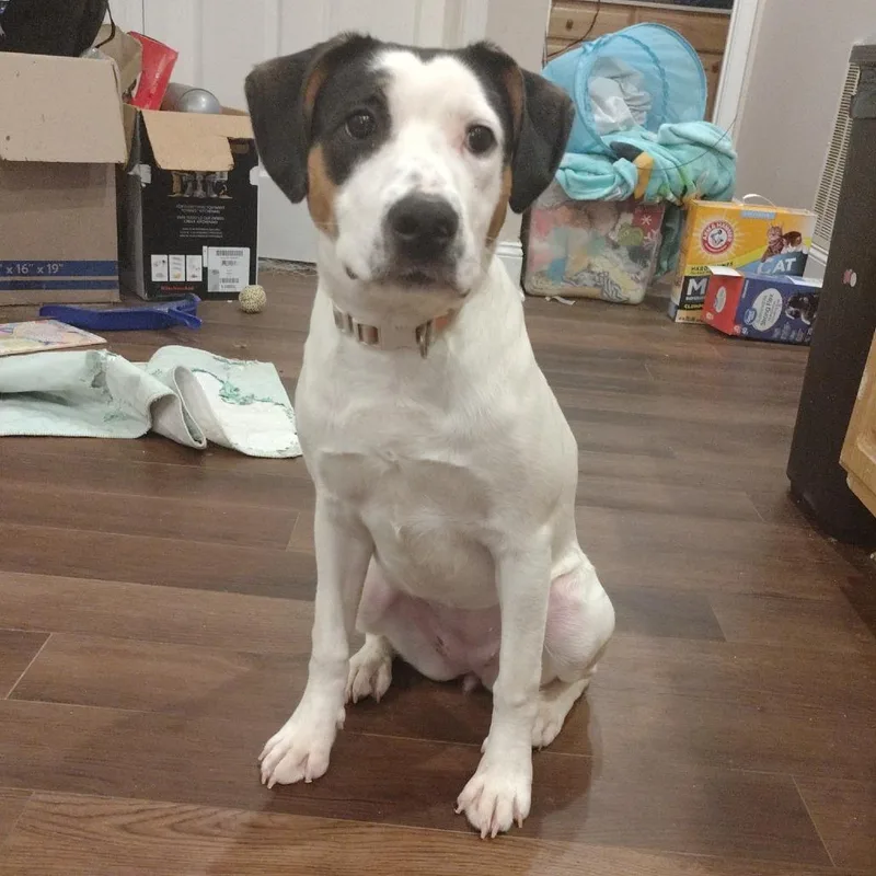 A young medium-sized female White / Cream Pit Bull Terrier dog named Emmy for adoption in Eureka Springs, AR