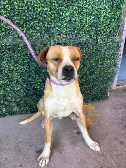 An adult medium-sized male Yellow / Tan / Blond / Fawn Terrier dog named Milo for adoption in El Paso, TX