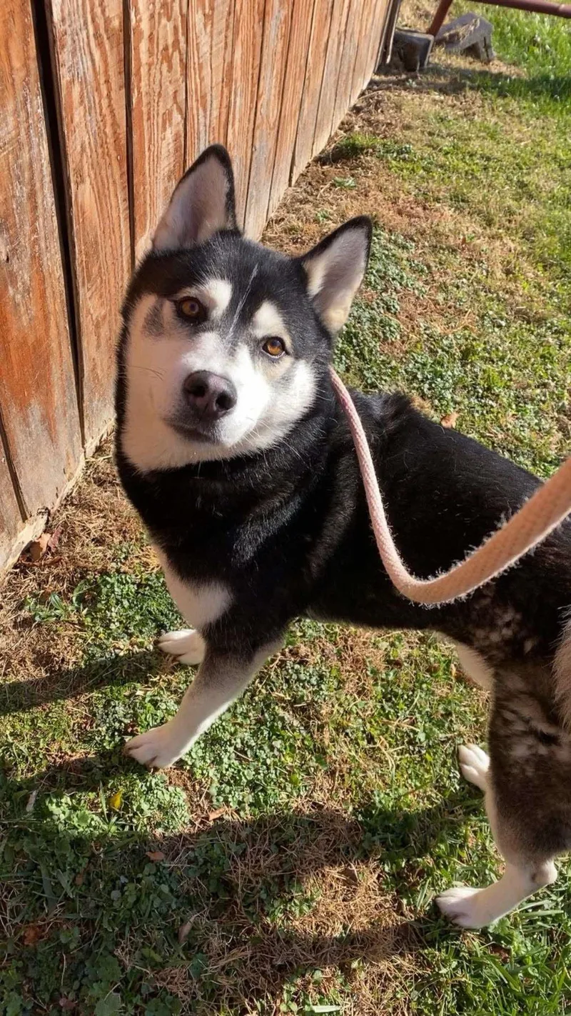 An adult medium-sized male Husky dog named Sirius for adoption in Front Royal, VA