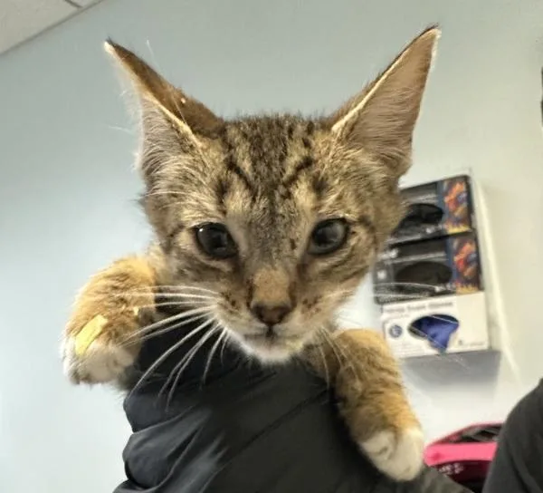 A baby small-sized male Domestic Short Hair cat named Sokka for adoption in San Diego, CA