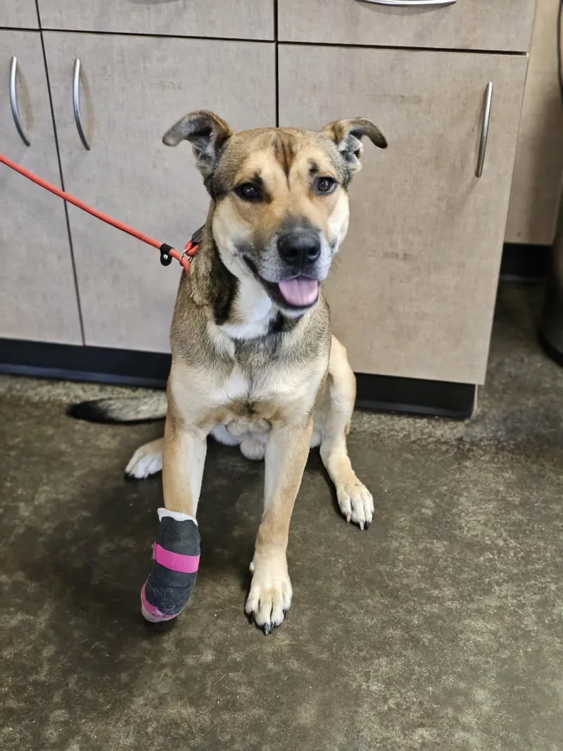 An adult medium-sized male Shepherd dog named Buddy for adoption in Rockwall, TX