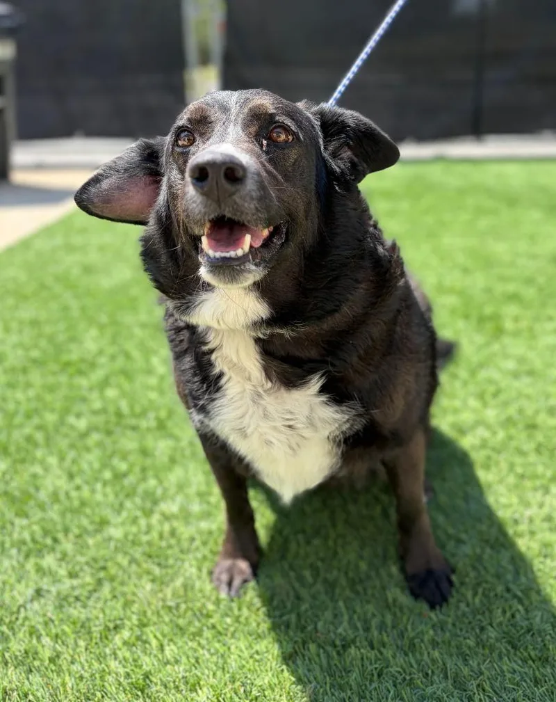 An adult large-sized female Border Collie dog named Sarah Mcdoglan for adoption in East Ridge, TN