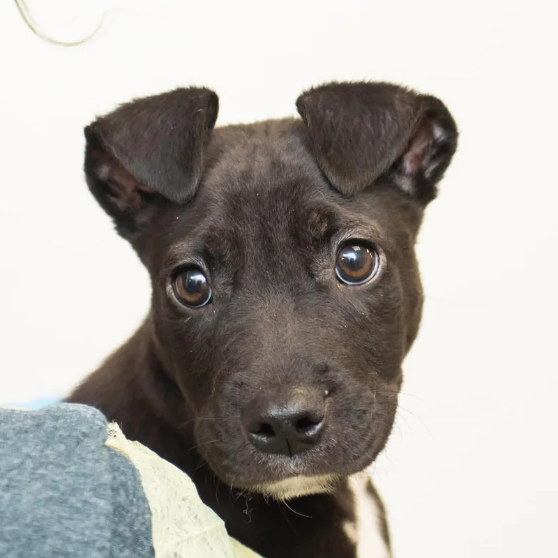 A baby small-sized male Black Mixed Breed dog named Buggs for adoption in Middletown, RI