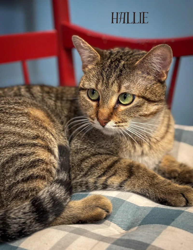 An adult medium-sized female Tabby (Tiger Striped) Domestic Short Hair cat named Hallie for adoption in Aurora, NE