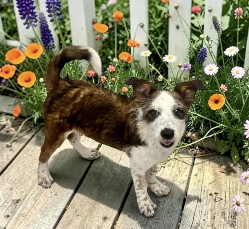 A young medium-sized male Tricolor (Brown, Black, & White) Australian Shepherd dog named Skipper for adoption in Los Angeles, CA