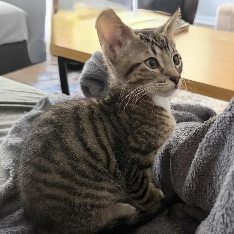 A baby medium-sized male Tabby (Brown / Chocolate) Domestic Short Hair cat named Scooter for adoption in Austin, TX