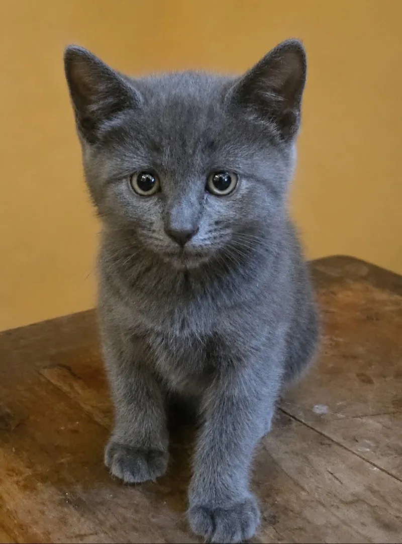 A baby medium-sized female Gray / Blue / Silver Domestic Short Hair cat named Kelly for adoption in Westfield, MA
