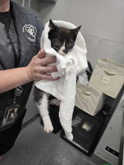 A baby small-sized male Domestic Short Hair cat named Beastie Boy for adoption in Sevierville, TN