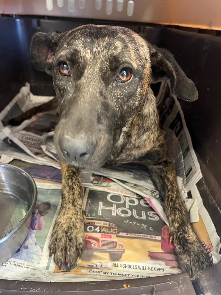 A young large-sized female Catahoula Leopard Dog dog named Twiggy for adoption in Greenwood, MS