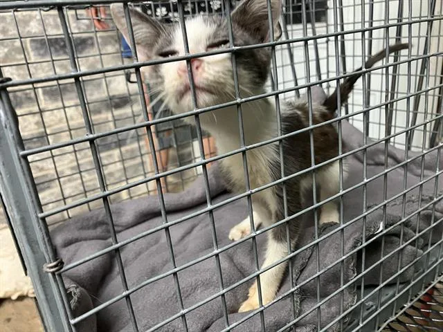 A baby small-sized male Domestic Short Hair cat named Jalen for adoption in Dallas, TX