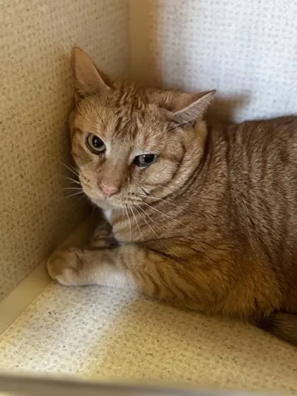 An adult medium-sized male Tabby (Orange / Red) Domestic Short Hair cat named Remy for adoption in Stanwood, WA