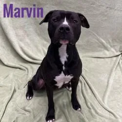 Marvin