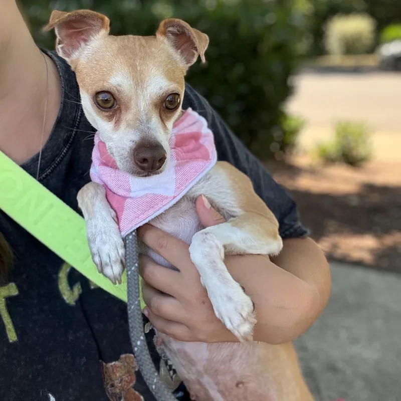 An adult small-sized female Yellow / Tan / Blond / Fawn Chihuahua dog named Patsy for adoption in Newberg, OR