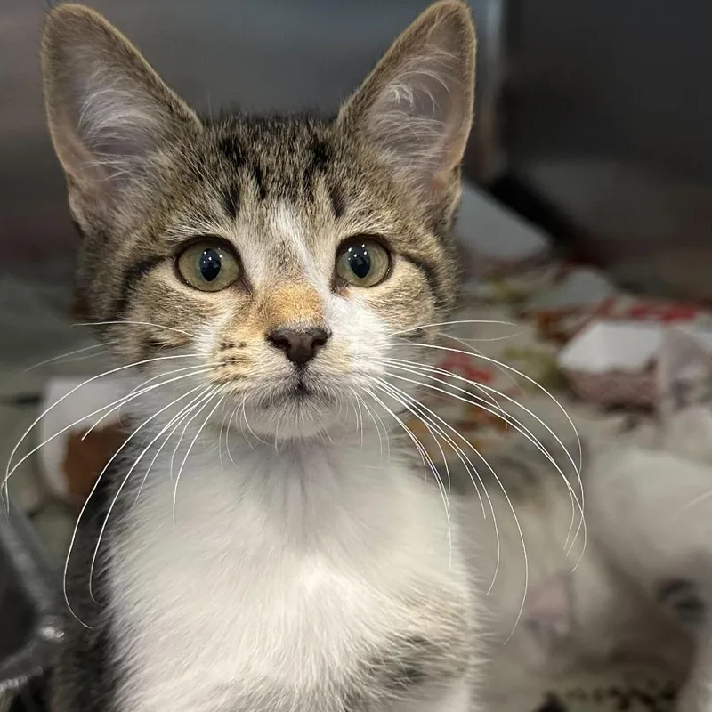 A baby small-sized male Brown / Chocolate Domestic Short Hair cat named Outlander for adoption in Matteson, IL