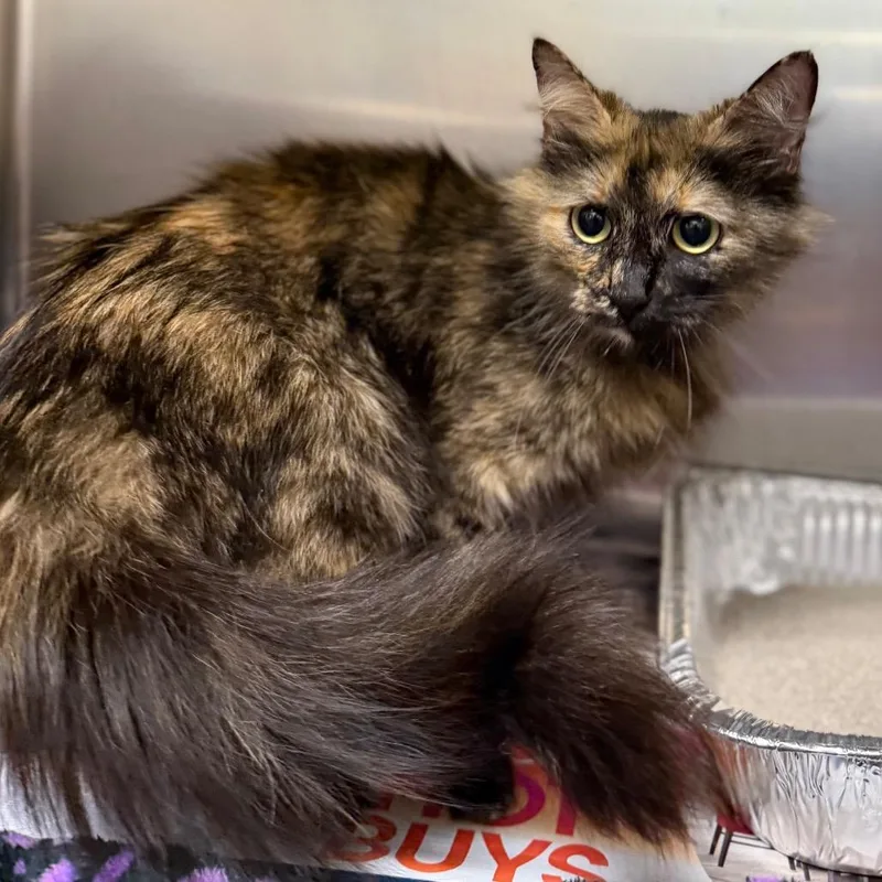 An adult medium-sized female Tortoiseshell Domestic Medium Hair cat named Sparta for adoption in Milton, FL