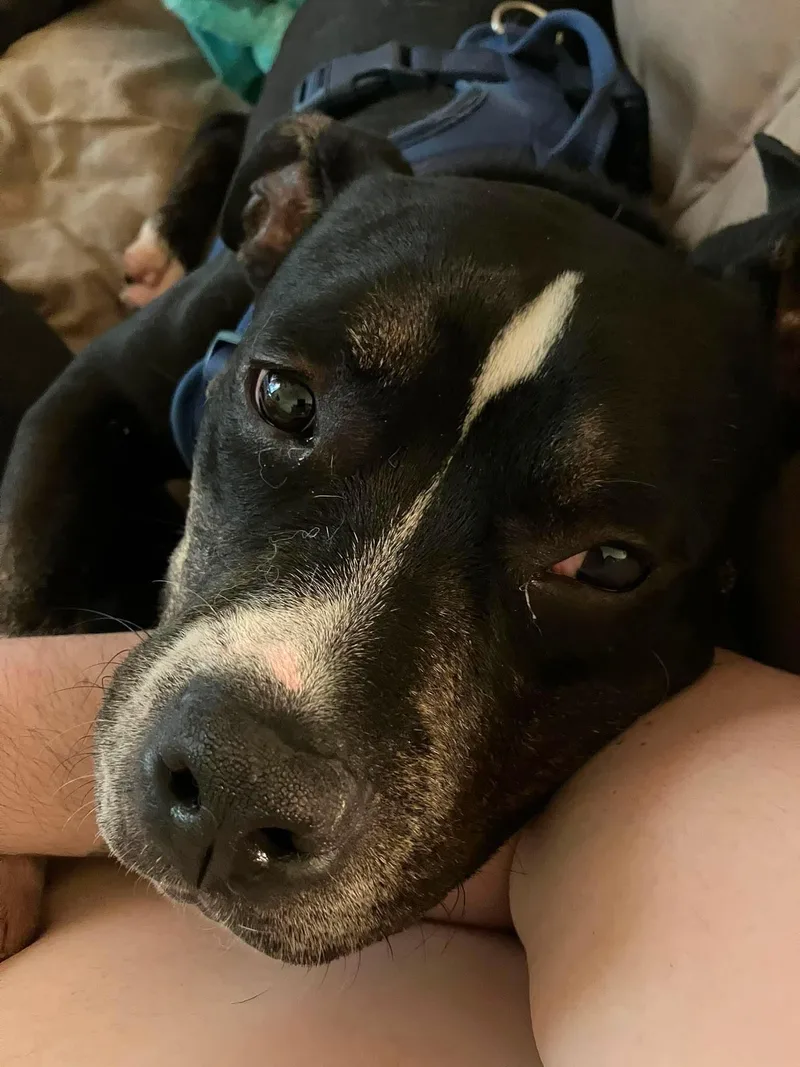 A young medium-sized male American Bulldog dog named Bowser for adoption in Mint Hill, NC