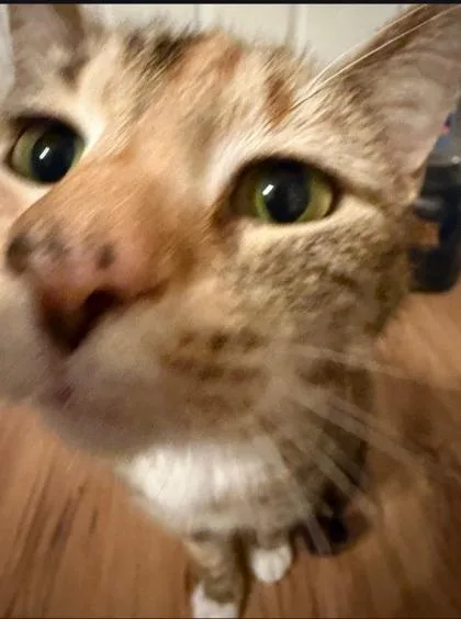 An adult small-sized female Domestic Short Hair cat named Dumplin for adoption in Cumming, GA