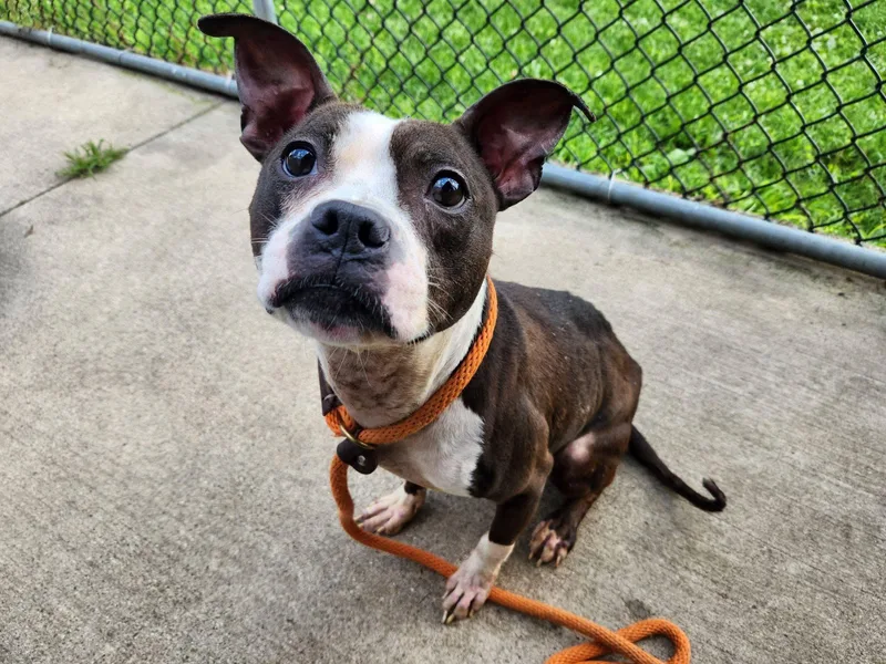 An adult medium-sized female Brown / Chocolate Pit Bull Terrier dog named Dinora for adoption in Chicago, IL