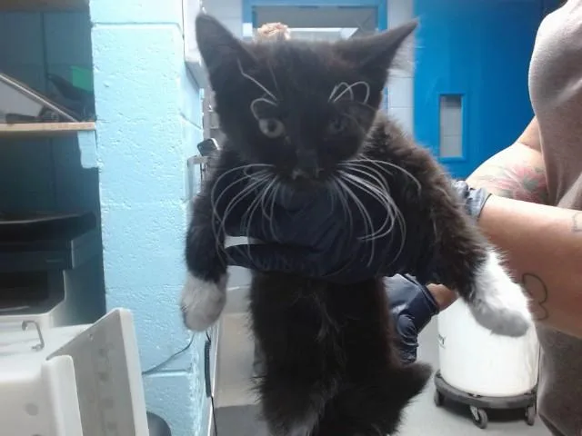 A baby small-sized female Domestic Short Hair cat named Tackroom for adoption in Albuquerque, NM