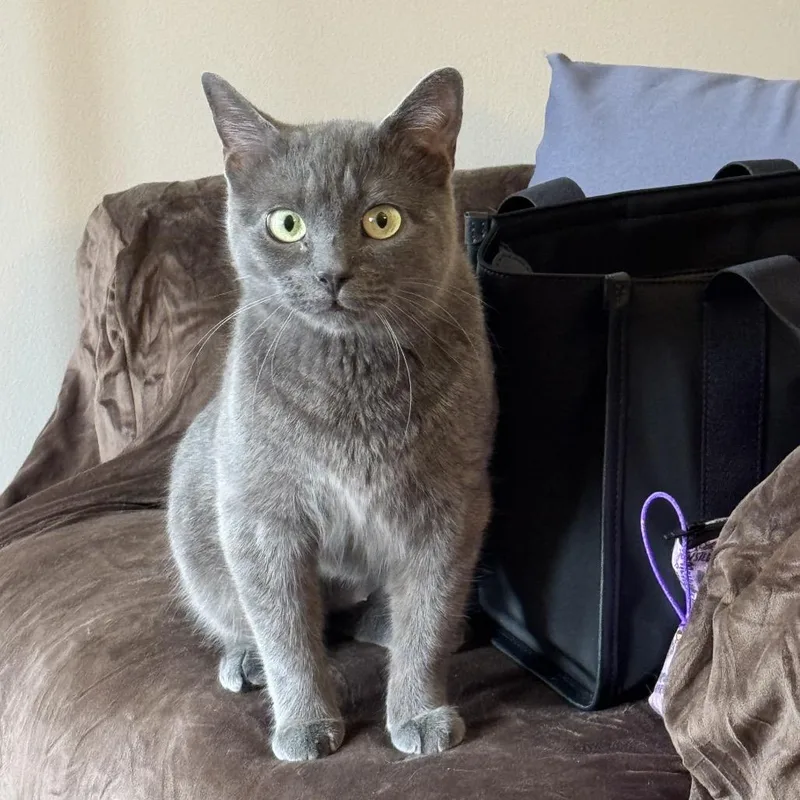 An adult small-sized female Gray / Blue / Silver Domestic Medium Hair cat named Skyee Arc for adoption in Akron, NY