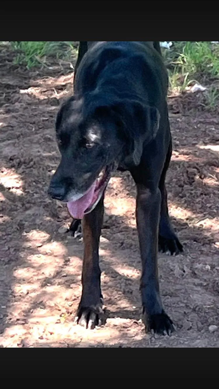An adult medium-sized female Black Labrador Retriever dog named Amy for adoption in Paradise, TX