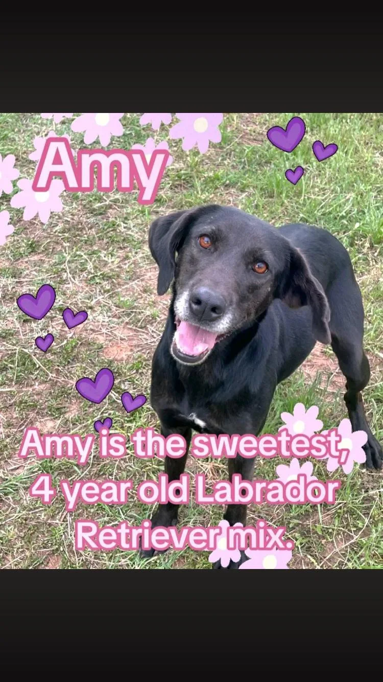 Amy thumbnail 5
