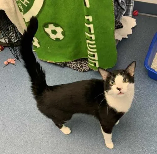 A young medium-sized male Domestic Short Hair cat named Ozzy for adoption in St. Johnsbury, VT