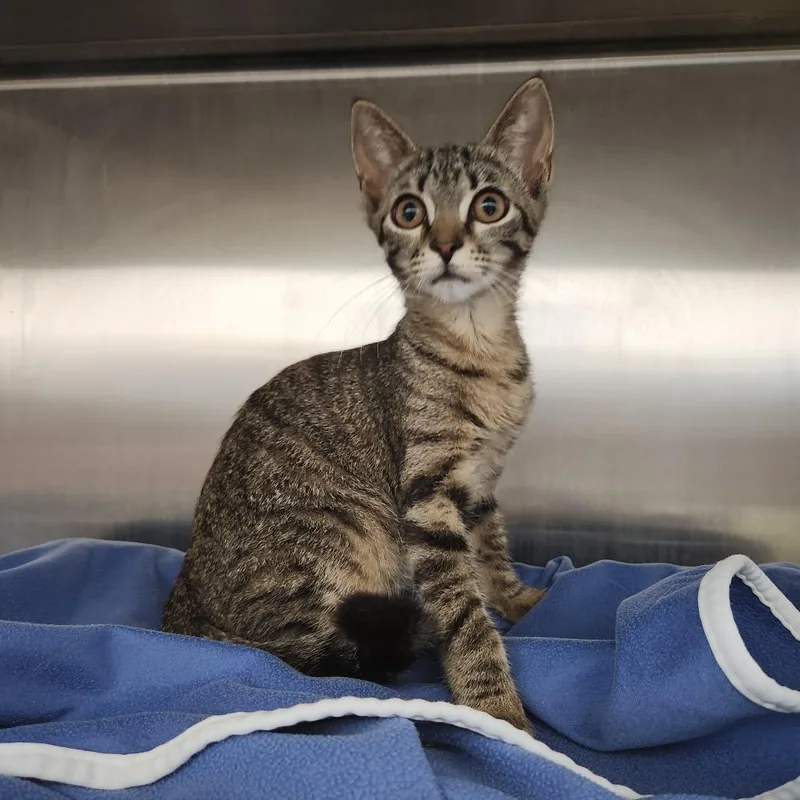 A baby small-sized female Brown / Chocolate Domestic Short Hair cat named Hazel for adoption in Fort Wayne, IN