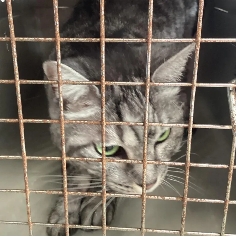 Whiskers thumbnail 2