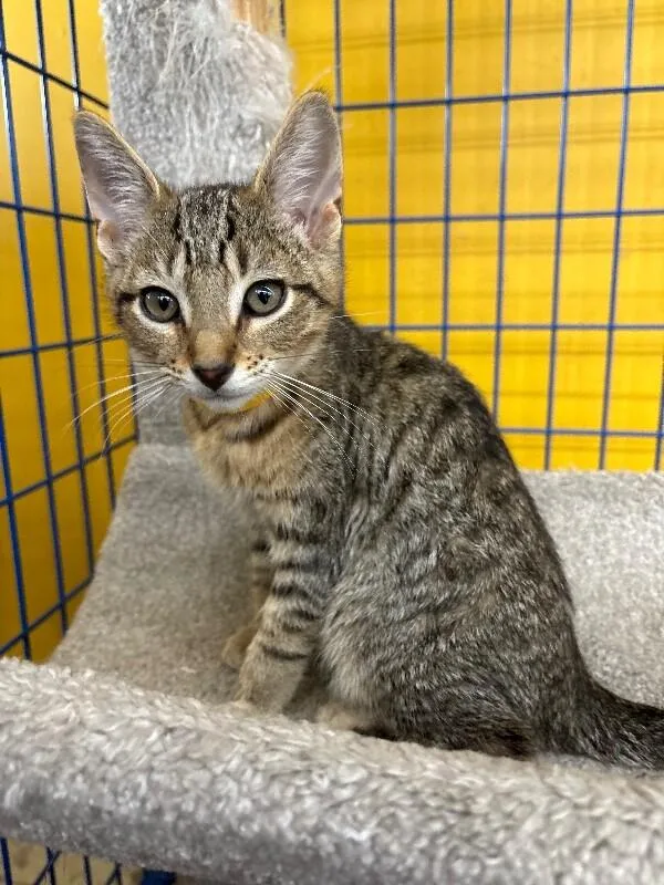 A young medium-sized male Brown / Chocolate Domestic Short Hair cat named Comma for adoption in Grand Rapids, MI